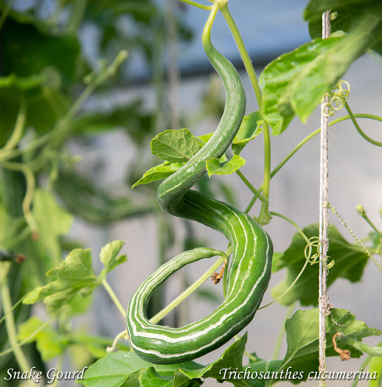 Snake Gourd Courge serpen, Trichosanthes cucumerina, Змеиный огурец